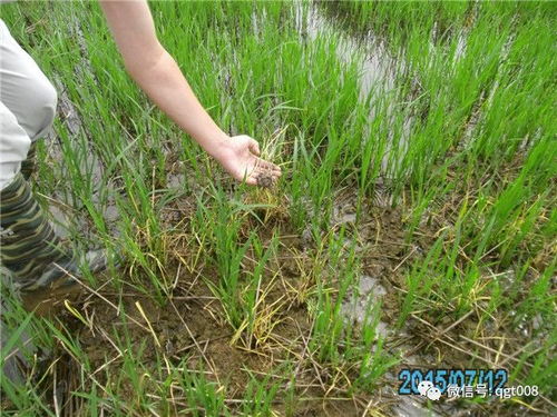 除草剂：清除杂草的Neng手