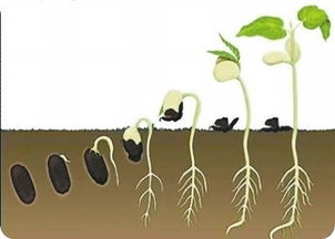 播种时间：春季是黄金时期