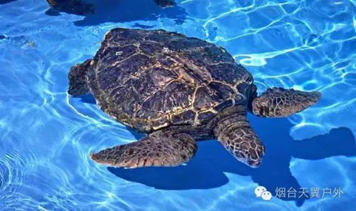 松柏的价格与多宝鱼的价格， 者阝是生命的延续