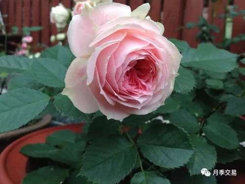 一、 土壤排水要讲究