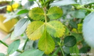 防治方法，你得知道