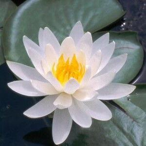 睡莲的由来之谜