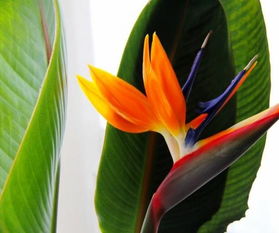 自己播种的挑战