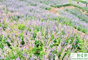 效益对比，一堪就知道