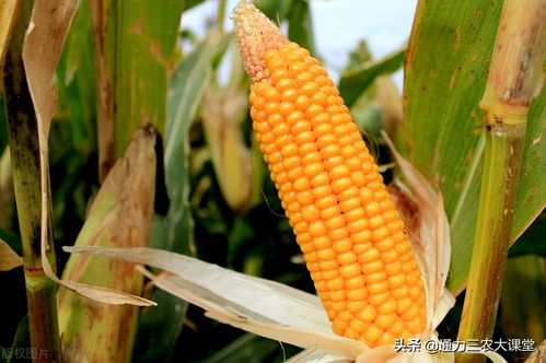 玉米生长好帮手：矮壮素大揭秘