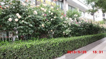 月季花篱还是月季花边？哪个geng适合打造美观且耐kan的景观？