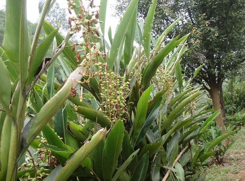 杏仁树的种植环境与分布