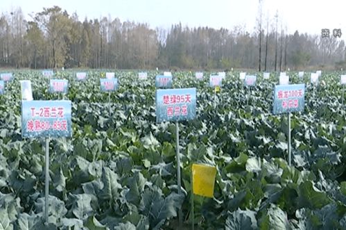 茶油栽培与管理：高效技术提升畜牧品质