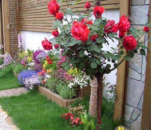 树状月季的美丽，是如何跨越千山万水的？