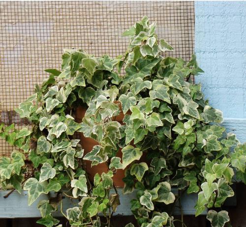 土壤与水分， 那可是常春藤的基石