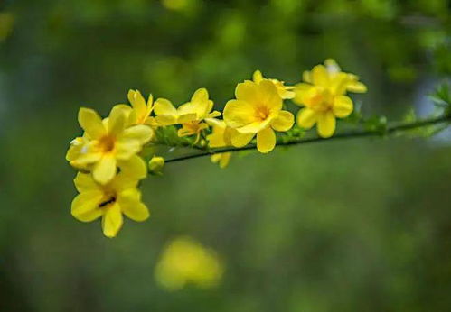 迎春花的相似花卉
