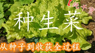 春天的阳光，还是秋风的温柔？