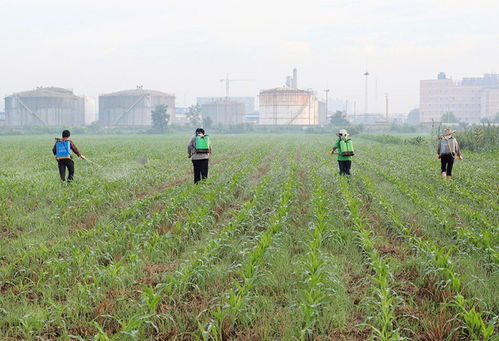 丝瓜种植的注意事项