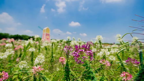 波斯菊：自播繁衍的“花海姑娘”