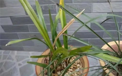 鸟巢花叶子发黄怎么办？是浇水过多还是施肥不足