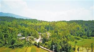 腾冲和睦村：千年古树下的油茶盛景