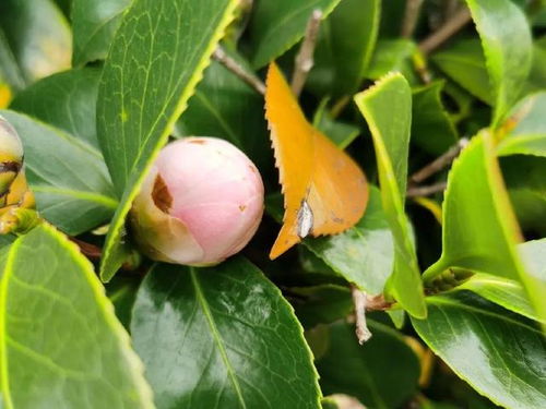 茶花枯萎揭秘：叶片花苞为何渐萎？