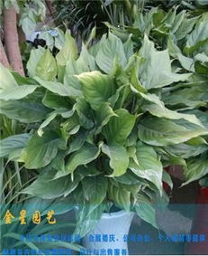 花卉市场的五彩斑斓