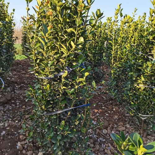 种植黄杨树，需要注意啥？