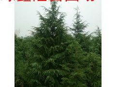 雪松种子采购：如何避免踩坑，成本节约大揭秘！