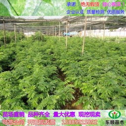 海南绿化树木品种与适宜种植种类
