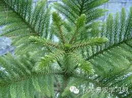 第一章：园林植物整形修剪的入门知识