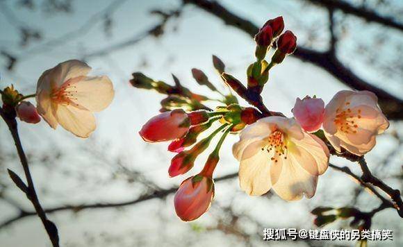 补种还来得及吗？惊蛰前是黄金期