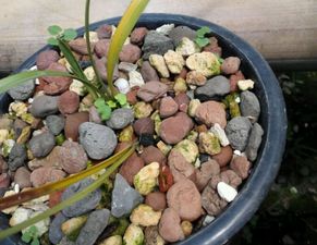 兰花种植管理：如何让新植兰花茁壮成长