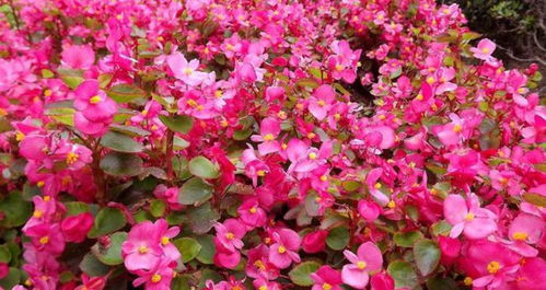 吊钟花广布南方，喜阴湿