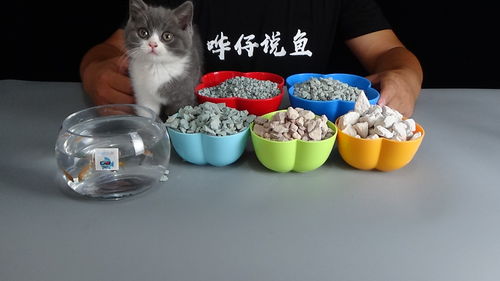 桌面鱼缸里养什么鱼最易存活，同时多久需要更换一次水以保证水质？