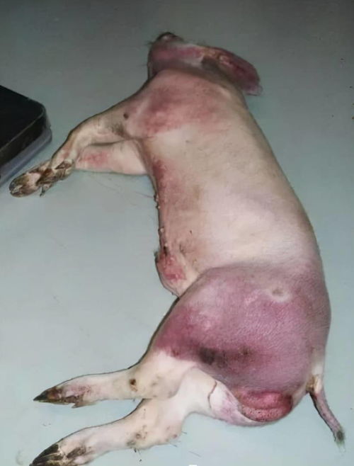 秋季猪场疫病防控怎么做才能更有效