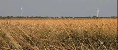 互花米草：入侵农业生态的“顽固”挑战者