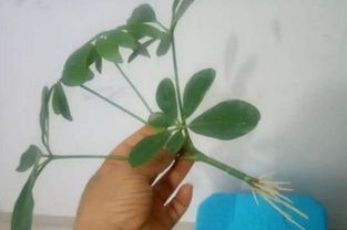 绣球水培生根简单四步法