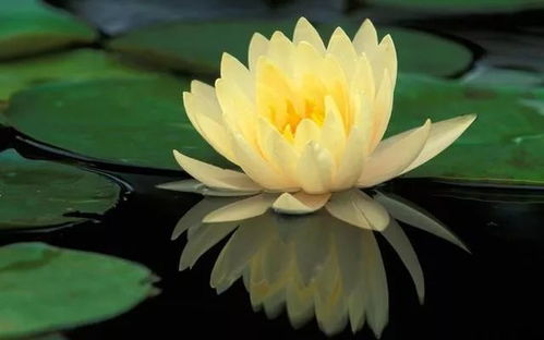 佛莲花开，禅意盎然