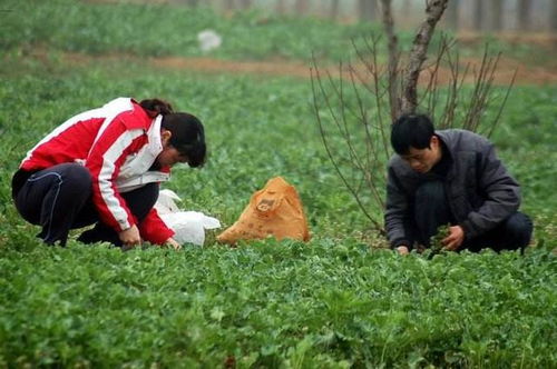 荠菜种植方法是什么？如何在家轻松种植