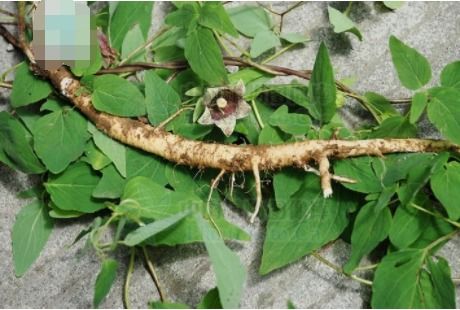 揭秘党参种子：新手如何快速辨别真假