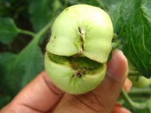 西红柿灰霉病：恶心的病魔，有没有特效药Neng根治？