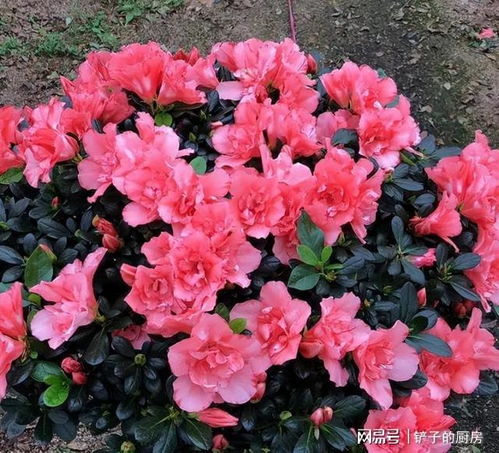 4. 仙客来：冬天开花机器