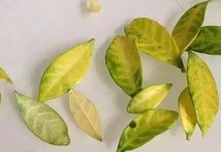 栀子花新叶发黄怎么办？有哪些黄叶救治技巧可以恢复生机