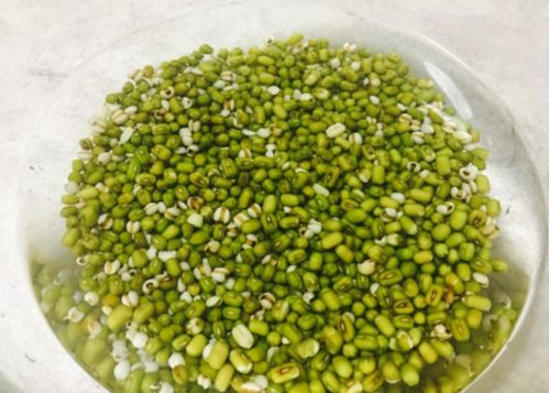 绿豆发芽的步骤，你真的懂吗？