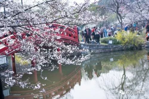 如何确保樱花树顺利成活并开花