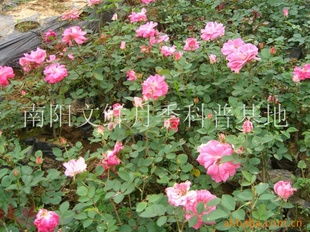 仙境月季，霸占销售榜首位！