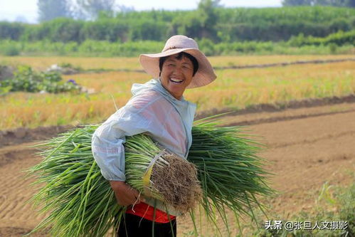 新疆博湖洋葱丰收，农民笑迎丰收年