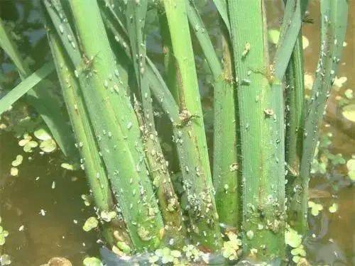 甲维噻虫螓为何总是杀不净稻飞虱？