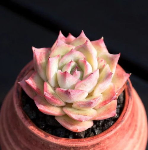 月出差忘关补光灯，仙克来半夜开花惊呆我！