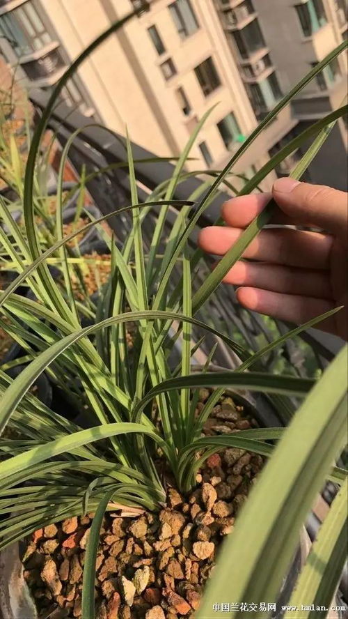 维多利亚， 抗热新选择