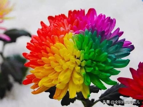 还来菊花？这花能带来好运吗