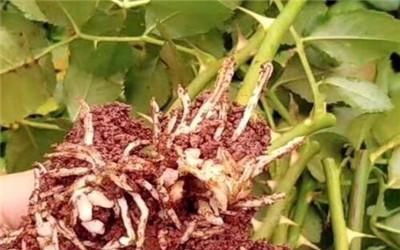 月季扦插的最佳时间是什么时候？有哪些具体方法步骤可以参考