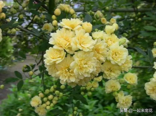 黄木香种植时对土壤、水分和光照有什么具体要求