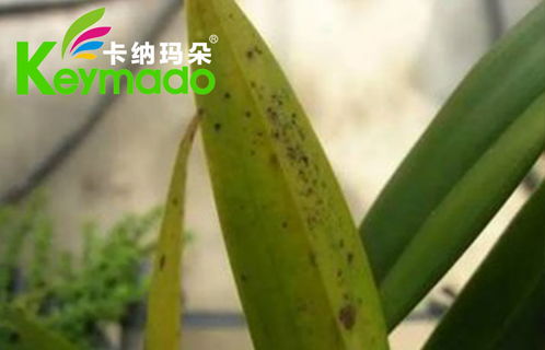 兰花水锈病：揭秘这个花卉的常见问题